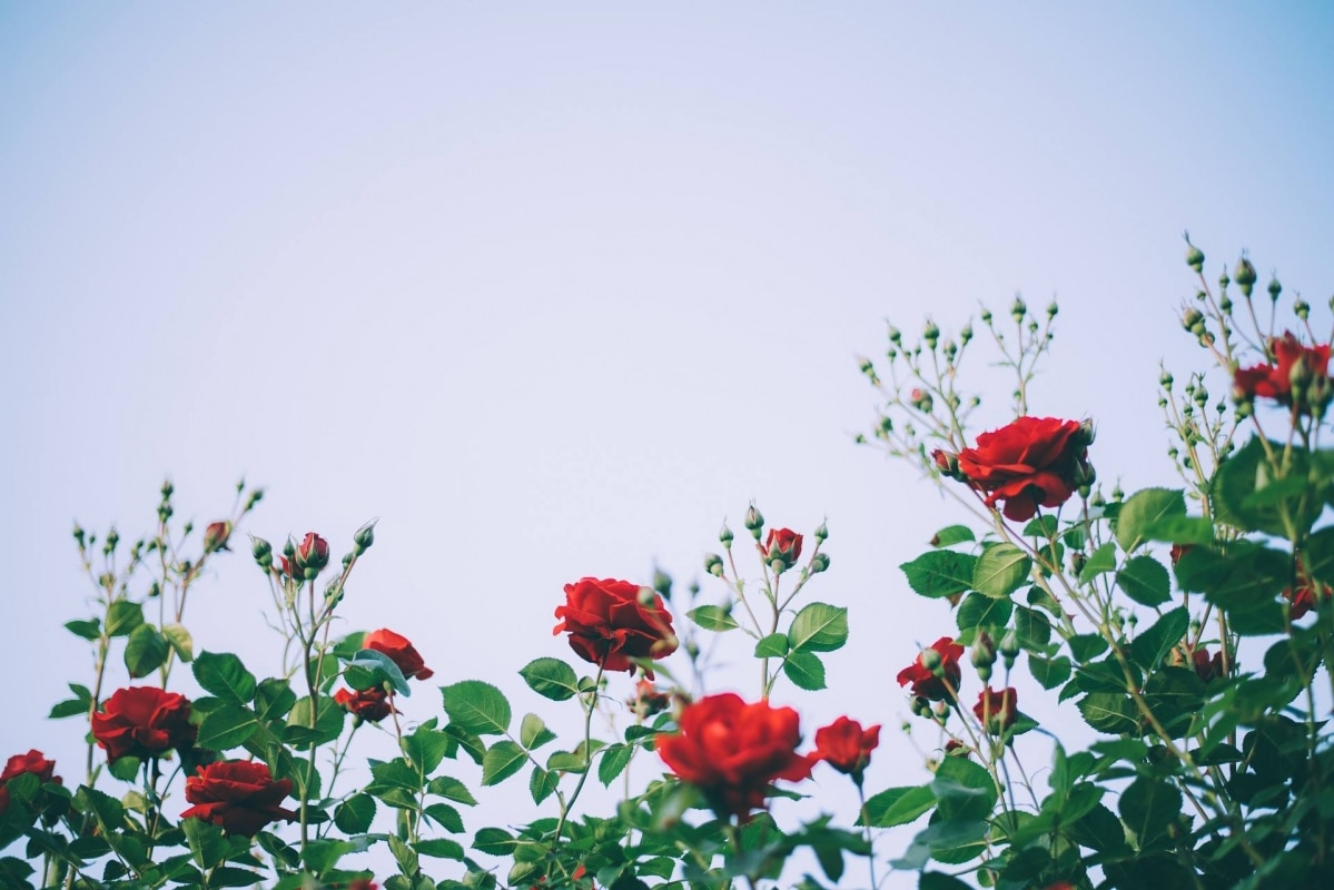 Floristeria