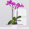 Orquídea Phalaenopsis Rosa