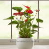 Planta de Anthurium