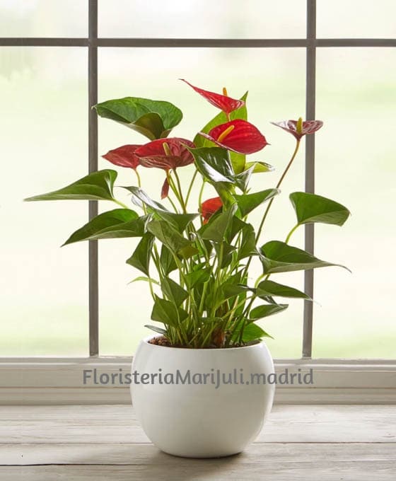 Planta Anthurium | Comprar Plantas Online | Floristería