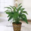 Planta Spathiphyllum