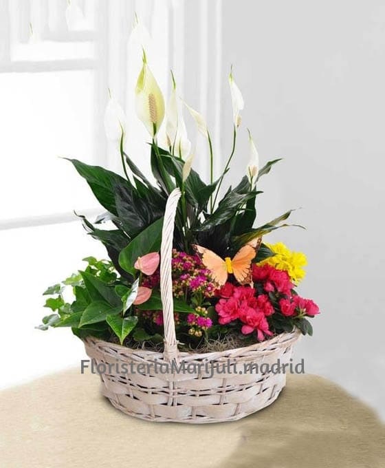 Comprar Cesta de Plantas Belice para regalo