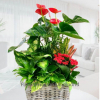Cesta Plantas México