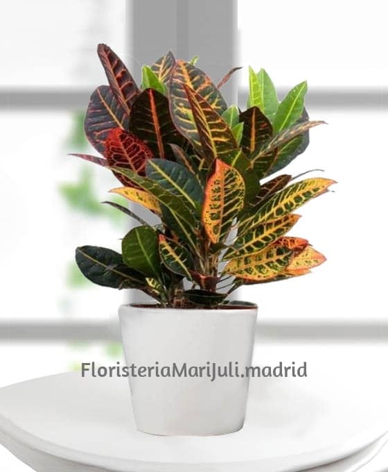 Planta para regalo
