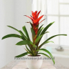 Planta Guzmania con cerámica