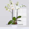 Planta Orquídeas Blancas especial para regalo