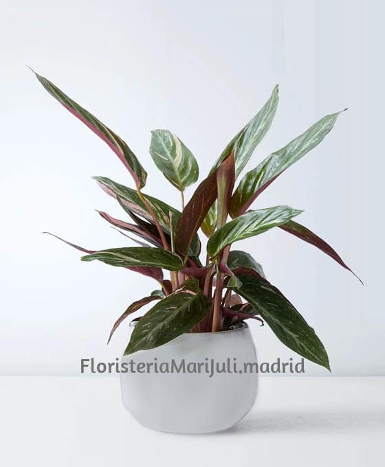 Planta Kalathea para Floristería Mari Juli