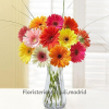 Ramo de Gerberas Variadas para regalar