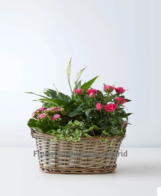 Envío de Cesta Rosal con Kalanchoe