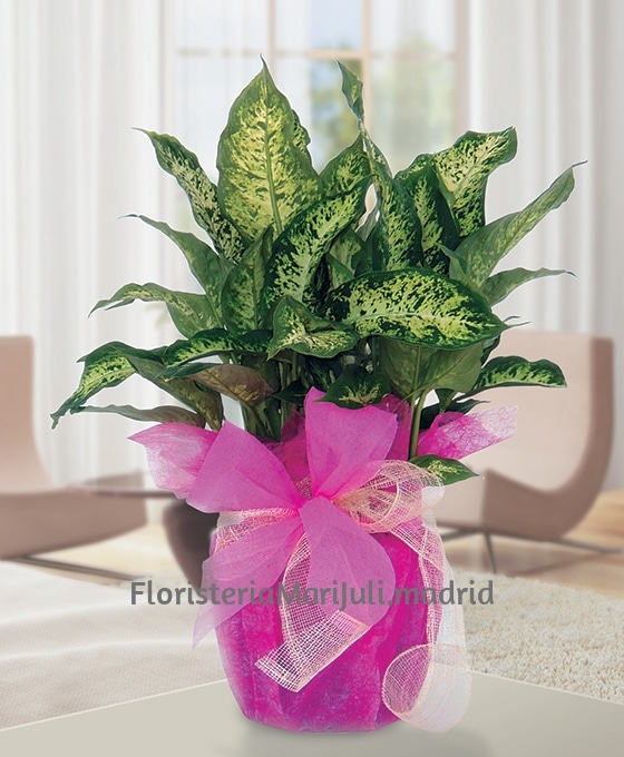 F300 Dieffenbachia planta regalo